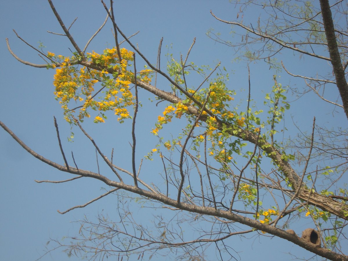 Rio Paraguai em Cáceres com vegetação pantaneira