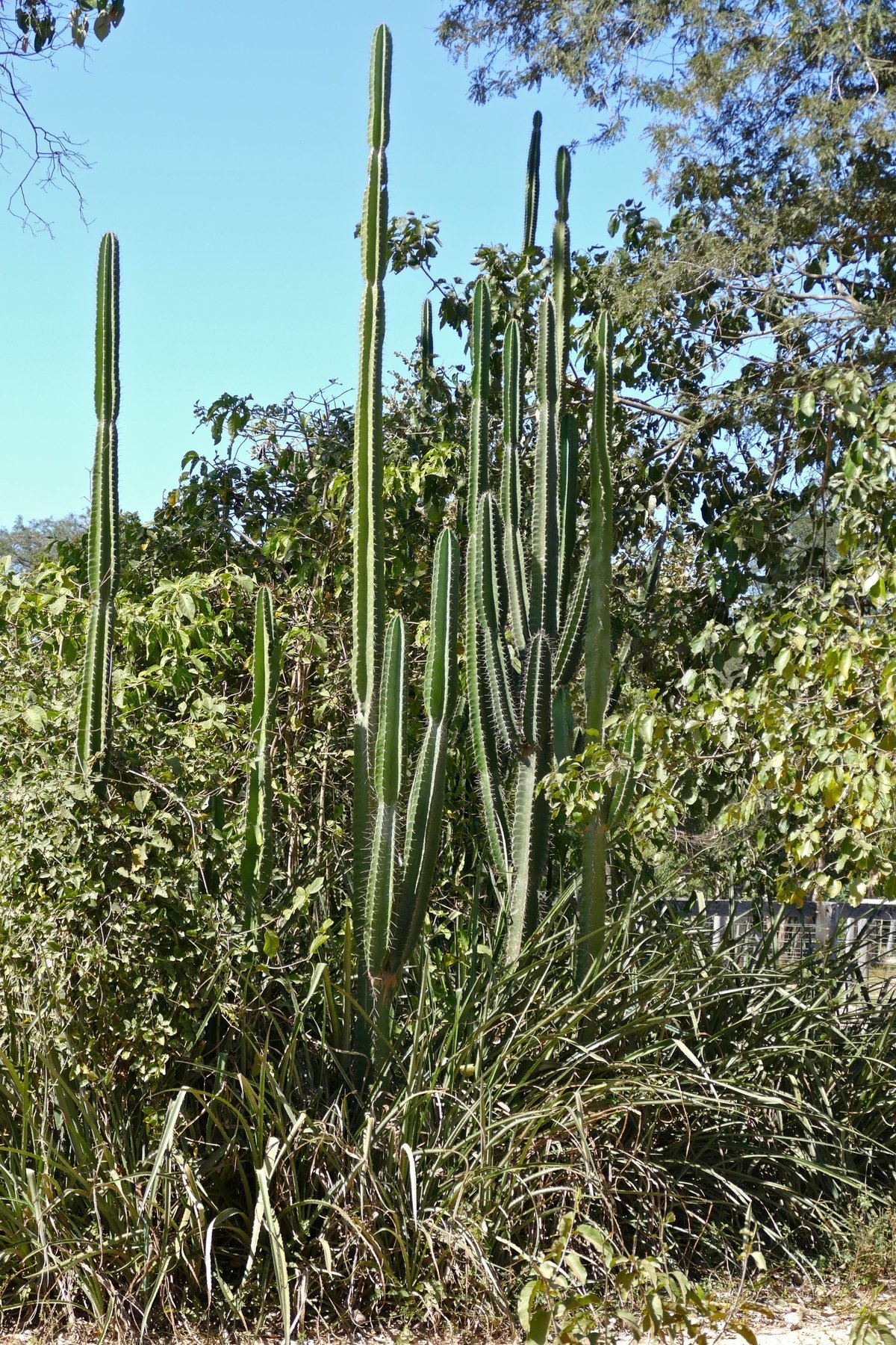 Cacto florido no Pantanal de Poconé